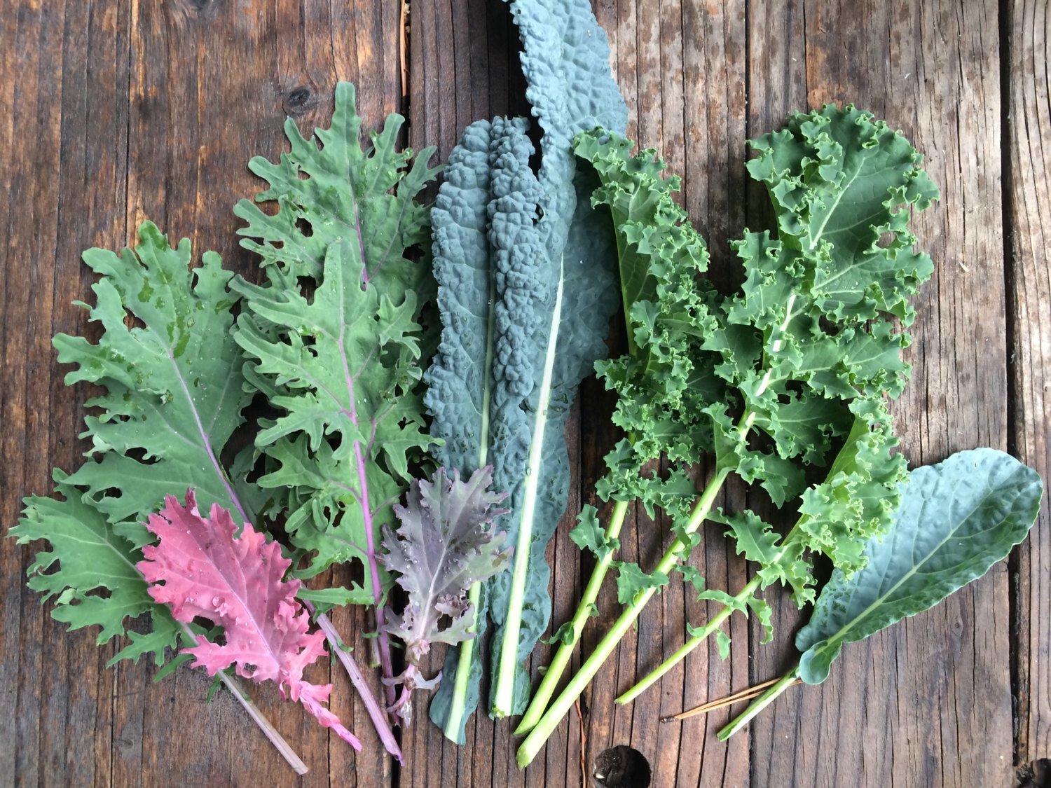 Growing Superfood Greens Indoors Baby Kale is No 1